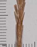 Greater bladder sedge